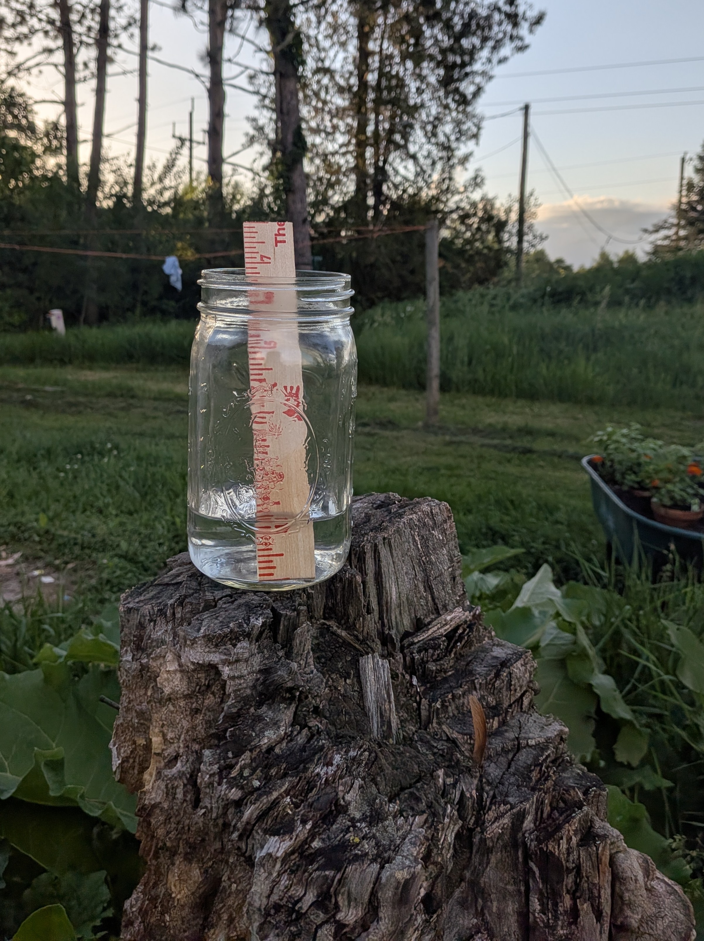 The Standard Rain Gauge on a stump at dusk